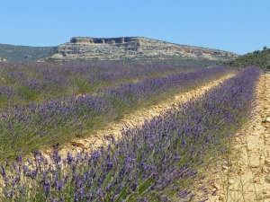 Al salir de Somogil hacia el Campo de San Juan   