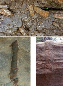 Galeras excavadas por invertebrados en las turbiditas. 