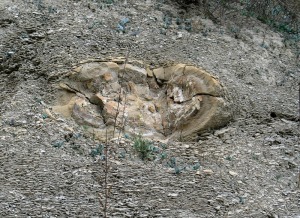 En las margas aparecen estructuras nodulares de arenisca de tamao mtrico, cuyo origen puede estar relacionado con paleodeslizamientos y procesos diagenticos. 