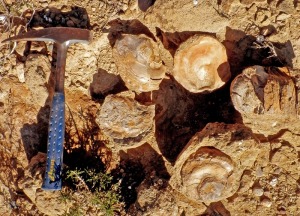 Ostras redepositadas en la base de las areniscas de Los Mamellones, que evidencian su origen marino 