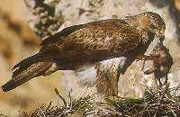 guila Perdicera (Hieraaetus fasciatus) (Al pulsar se abrir la foto en una nueva ventana.)