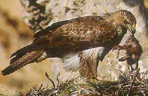 guila Perdicera (Hieraaetus fasciatus)