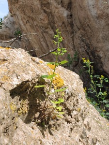 Castillo de guilas