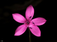 Loma de la Pinilla (�guilas)