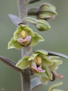 Sierra Espua