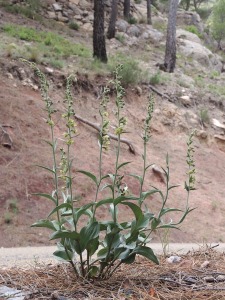 Sierra Espua