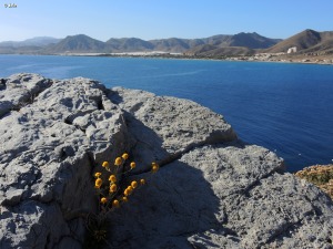 La Azoha (Cartagena)