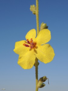 Campo de Cartagena