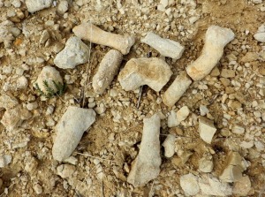 Detalle de las bioturbaciones existentes en el techo de las margas tortonienses.