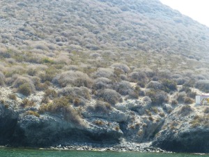 Detalle de la ladera de aglomerados del suroeste. A la derecha el cartel que indica que la Isla Grosa es Zona de Especial Proteccin de Aves y de acceso restringido.