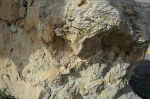 Los bloques de roca que limitan el aparcamiento tiene inters geolgico. Un insecto palo sobre cristales de calcita en una arenisca