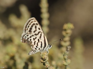 Parque Regional de Calnegre (Lorca)