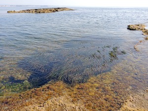 Punta de Algas (Parque Regional Salinas y Arenales de San Pedro del Pinatar)