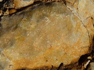 Detalle de calizas con nummulites, que hay en la subida al castillo de Benizar.