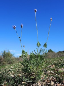 Puerto Lumbreras