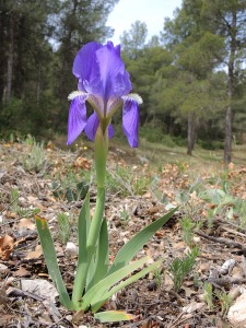 Sierra de Burete