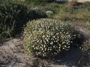 La Manga (San Javier)