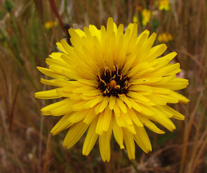  CERRAJA BORDE. Reichardia tingitana [Asteraceae]   