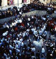 Concurso de Caballos a Pelo (Caballos del Vino - Fiestas de la Stma. y Vera Cruz - Caravaca de la Cruz) 