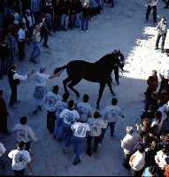 Concurso de Caballos a Pelo (Caballos del Vino - Fiestas de la Stma. y Vera Cruz - Caravaca de la Cruz) 