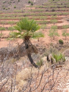 Cabezo del Calder�n-Per�n