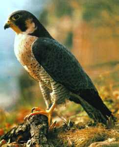 Halcn Peregrino mostrando su porte