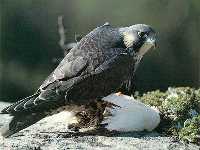 Halcn peregrino