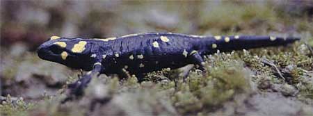 Salamandra común