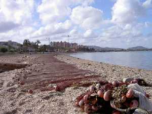 Redes de pesca en el Mar Menor