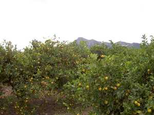 Campo de limones 