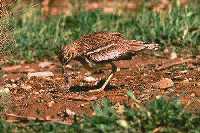 Ejemplar de alcaravn picoteando por el suelo. (Burhinus oedicnemus) (Al pulsar se abrir la foto en una nueva ventana.)