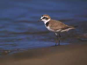 Ejemplar de chorlitejo patinegro en la orilla de una playa arenosa. (Charadrius alexandrinus). 