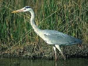 Garza real (Ardea cinerea) en una zona tpica de caza de esta especie