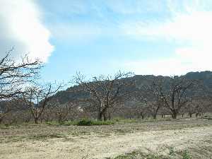 Aspecto de una plantacin de albaricoqueros (en edad de produccin) durante el periodo invernal.