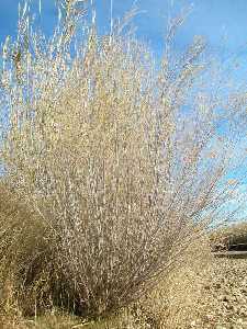 Magn�fica mimbrera a la orilla del r�o Segura, en el paraje del r�o Muerto. Periodo invernal.