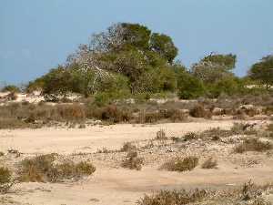 Parque Regional de las Salinas y Arenales de San Pedro del Pinatar