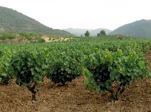 viedos proximos al Castellar