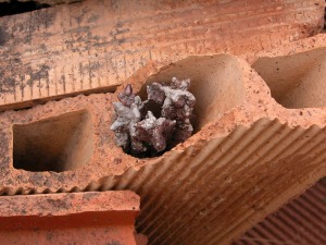 Tras uno de tantos pequeos vertidos de escombros que se producen en las obras este chumberillo qued enterrado, aun as se resiste a morir y crece incluso entre los huecos de los ladrillos