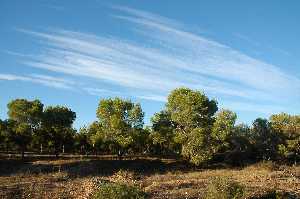 Pinada en el Coto de los Cuadros 