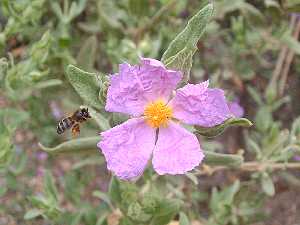 Abeja y jara en Sierra Espua