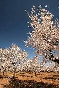 Almendros en flor en La Majada