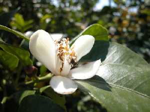 Flor del limonero