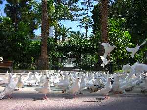 palomas en guilas