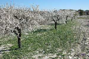 Almendros