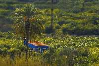 Casa en la huerta de Ulea