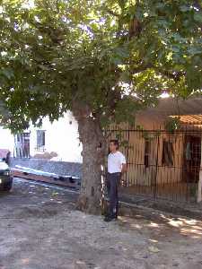 Una higuera centenaria en la puerta de una casa de la huerta