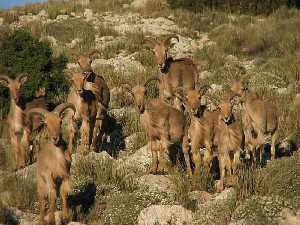 Grupo de arrus en Sierra Espua