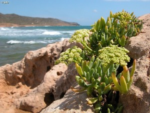 Punta Blanca-Calblanque