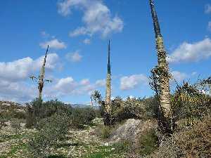 Capuchones para aprovechar la palma 