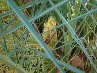 Detalle de una palmera